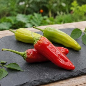Piment Achard csípős paprika - chili
